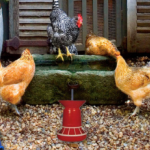 Poultry Farm Easter Escape