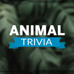 Animal Trivia