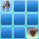 Zoo Match